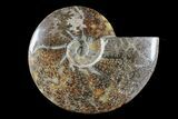 Polished Ammonite (Cleoniceras) Fossil - Madagascar #166395-1